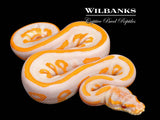 Lavender Leopard Blackhead Ball Python ♂ '26