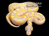 Banana Yellow Belly 100% Het. Pied Ball Python ♂ '26