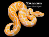Lavender Albino Enchi 100% Het. Pied Ball Python ♀ '26