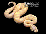 Banana FireFly Ball Python ♂ '26