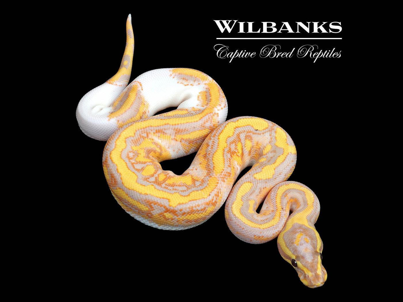 Banana Pied Yellow Belly Ball Python ♂ '25
