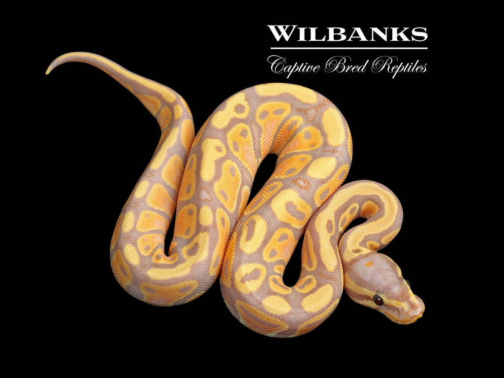 Banana 100% Het. Pied Ball Python ♀ '25 – Wilbanks Captive