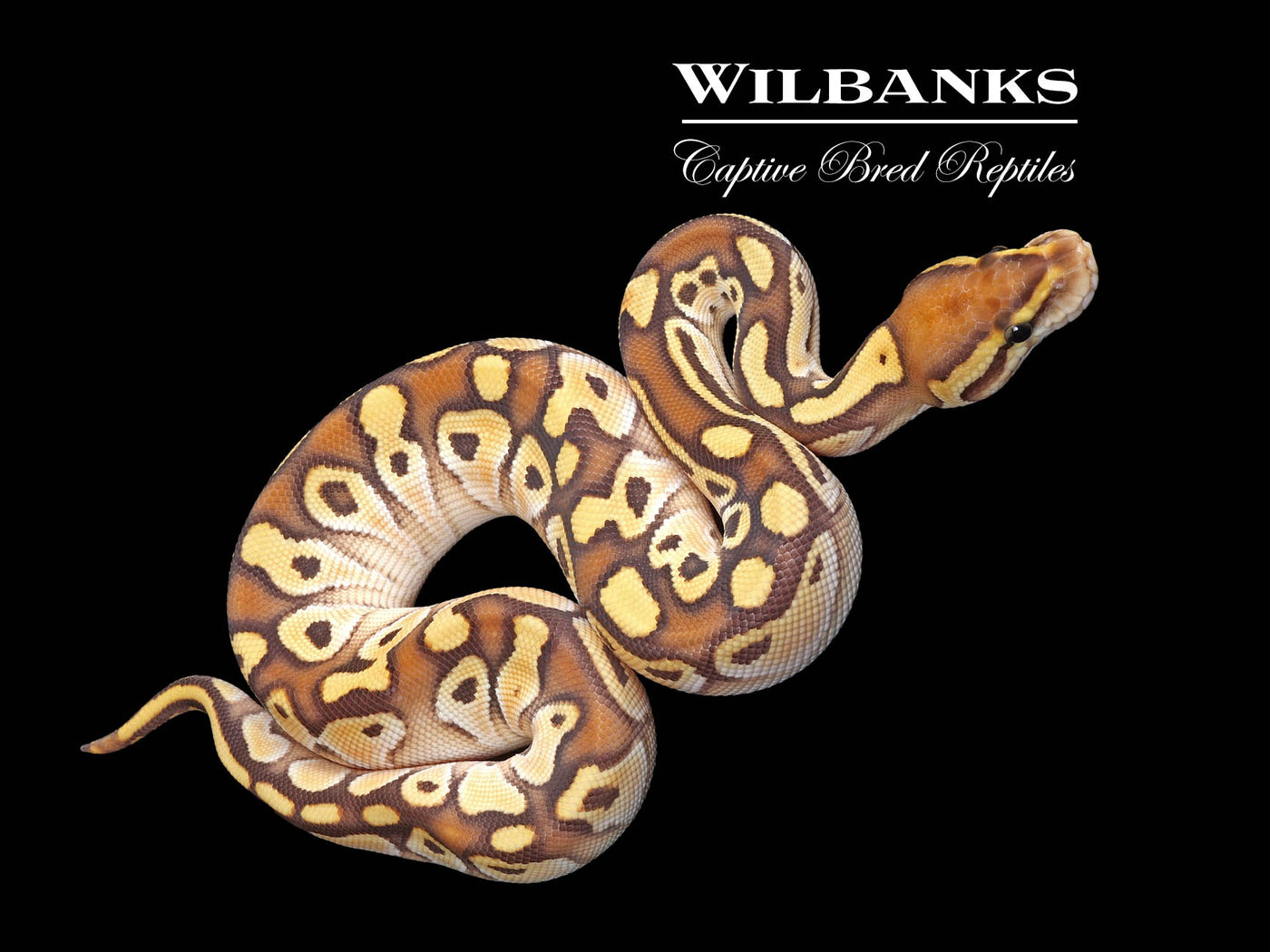 Orange Dream Butter Orange Crush Ball Python ♀ '25