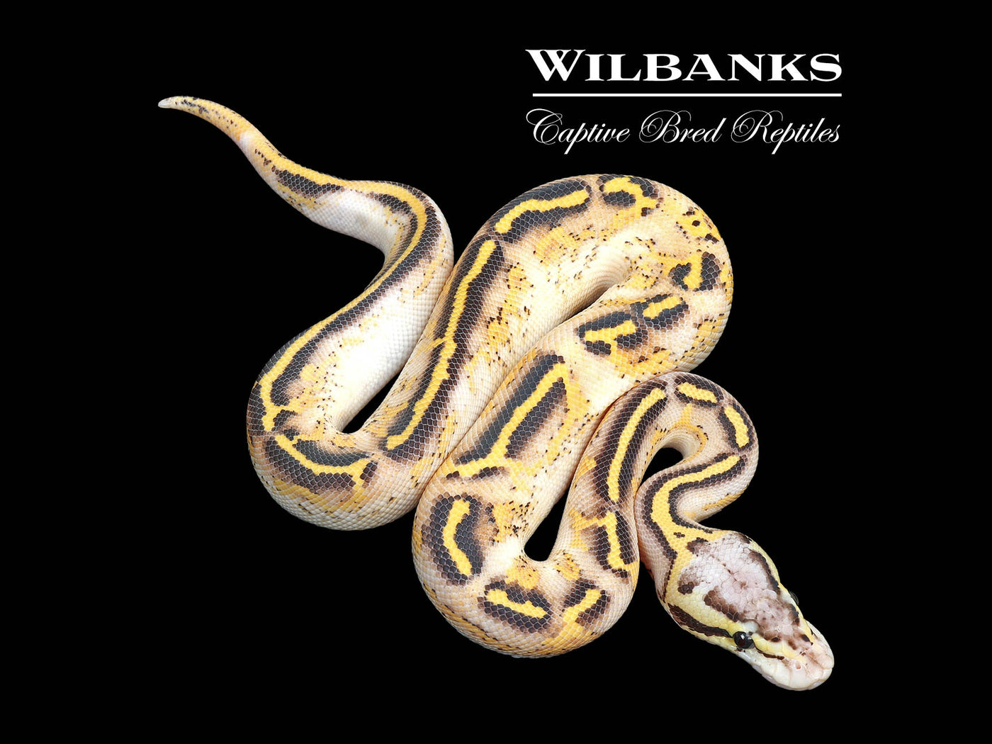 Pastel Freeway Ball Python ♂ '25