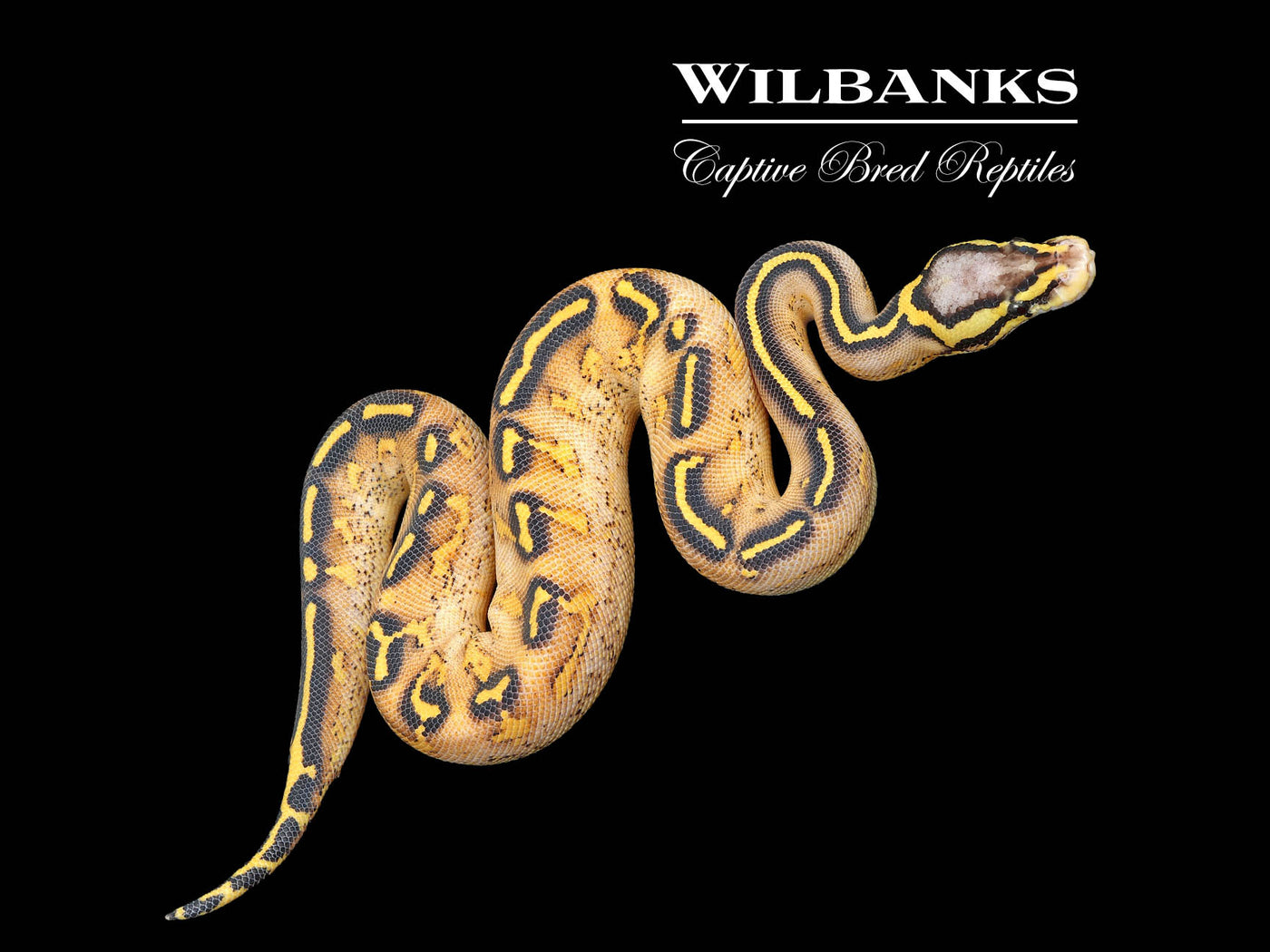 Pastel Freeway Ball Python ♀ '25