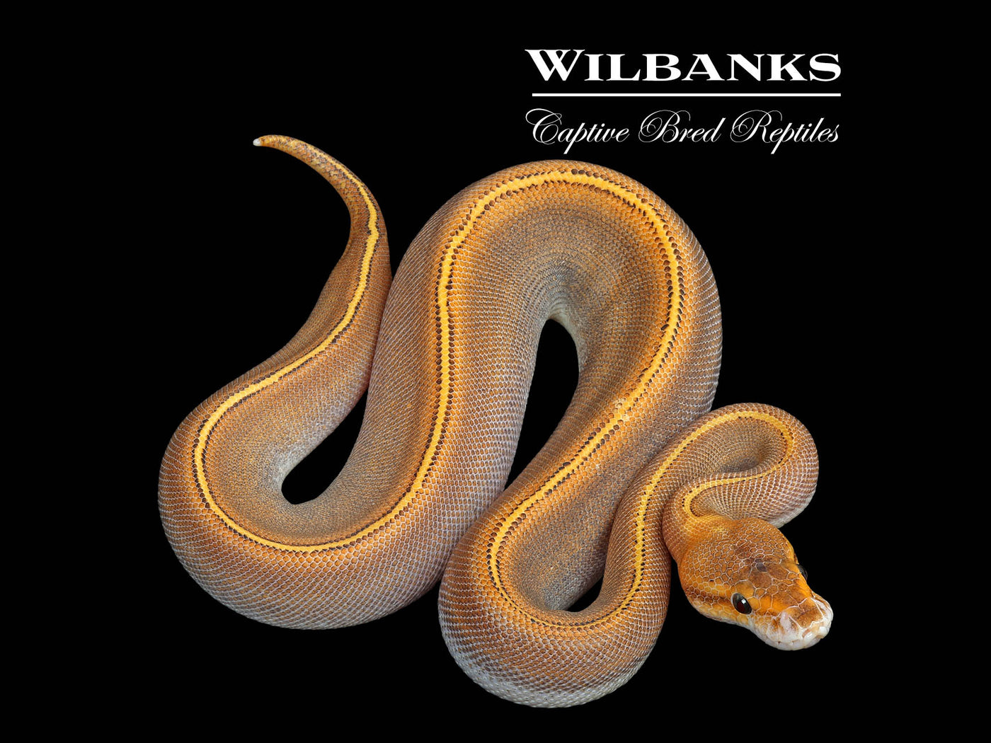 GHI Pinstripe Freeway Ball Python ♀ '25