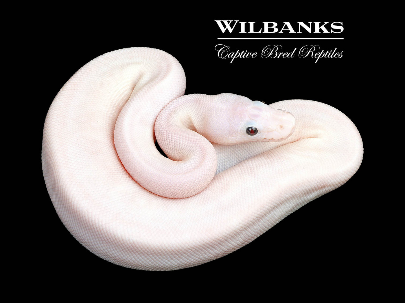 Super Fire Ball Python ♀ '25