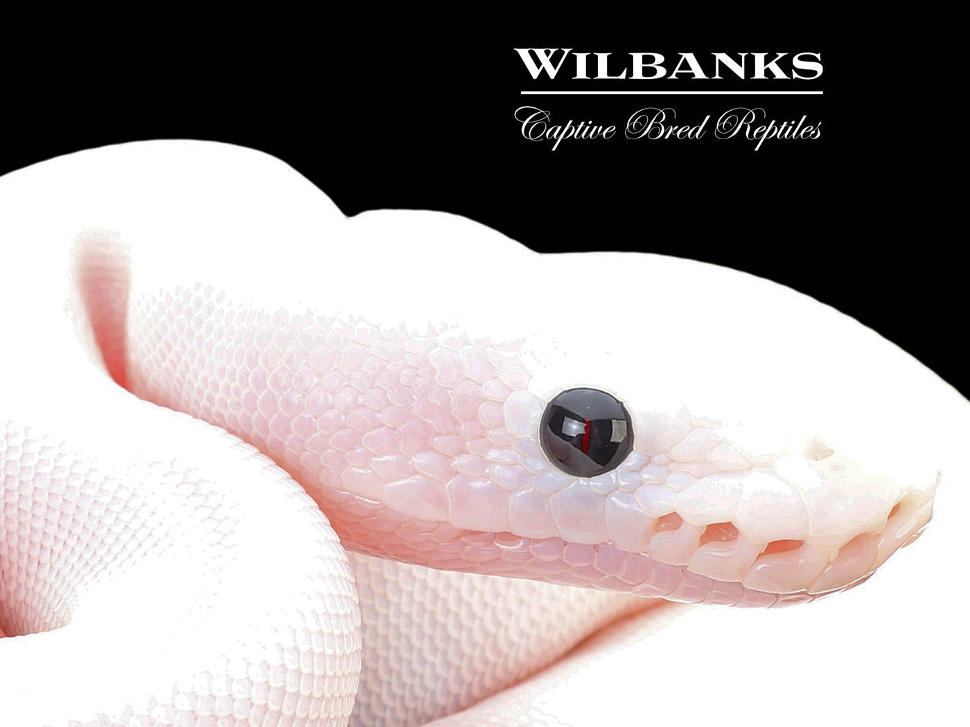 Super Fire Ball Python ♀ '25