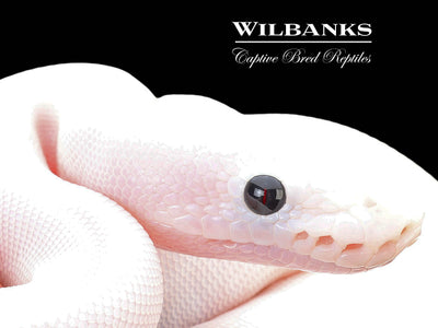 Super Fire Ball Python ♀ '25