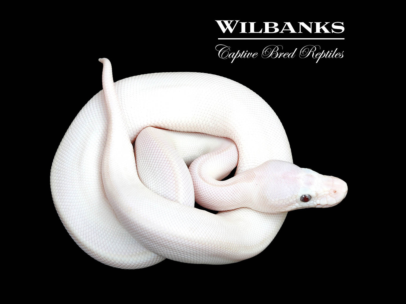 Blue Eyed Leucistic (Mojave Butter) Ball Python ♂ '25