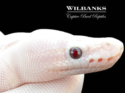 Blue Eyed Leucistic (Mojave Butter) Ball Python ♂ '25