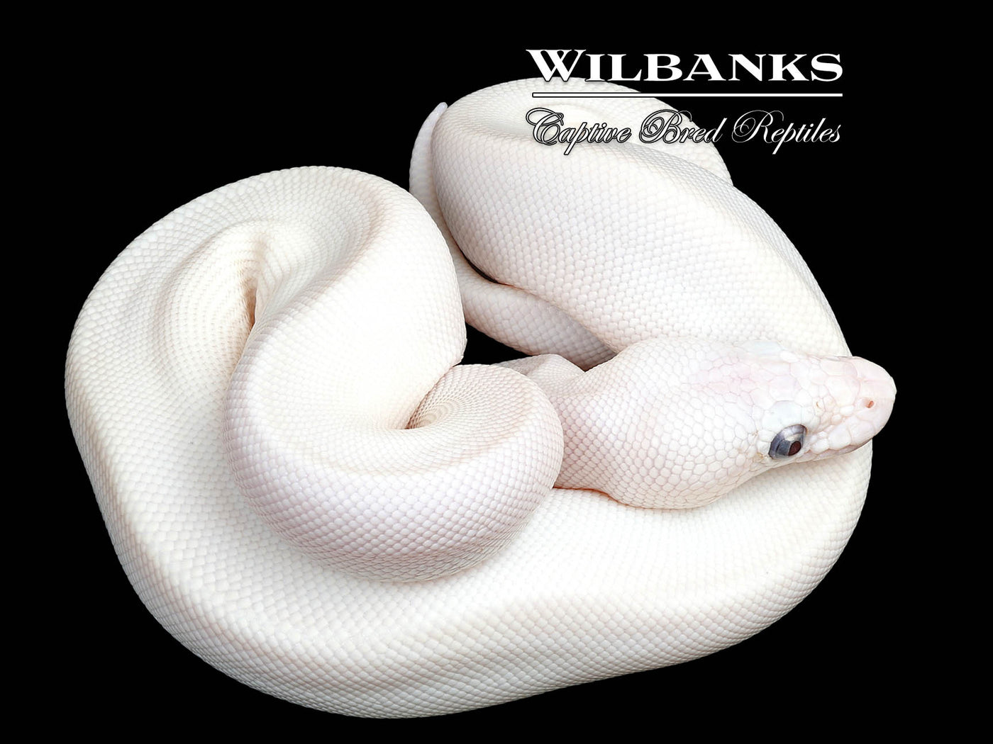 Blue Eyed Leucistic (Mojave Butter) Ball Python ♀ '25