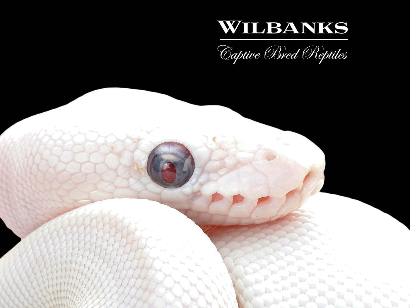 Blue Eyed Leucistic (Mojave Butter) Ball Python ♀ '25