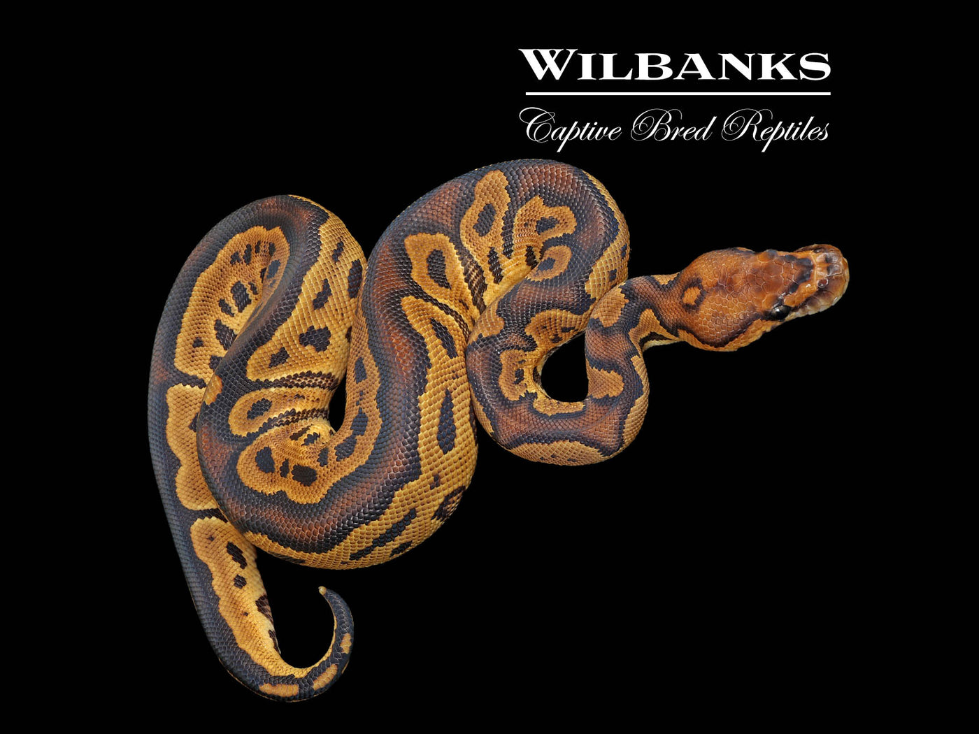 Clown Ball Python ♀ '25