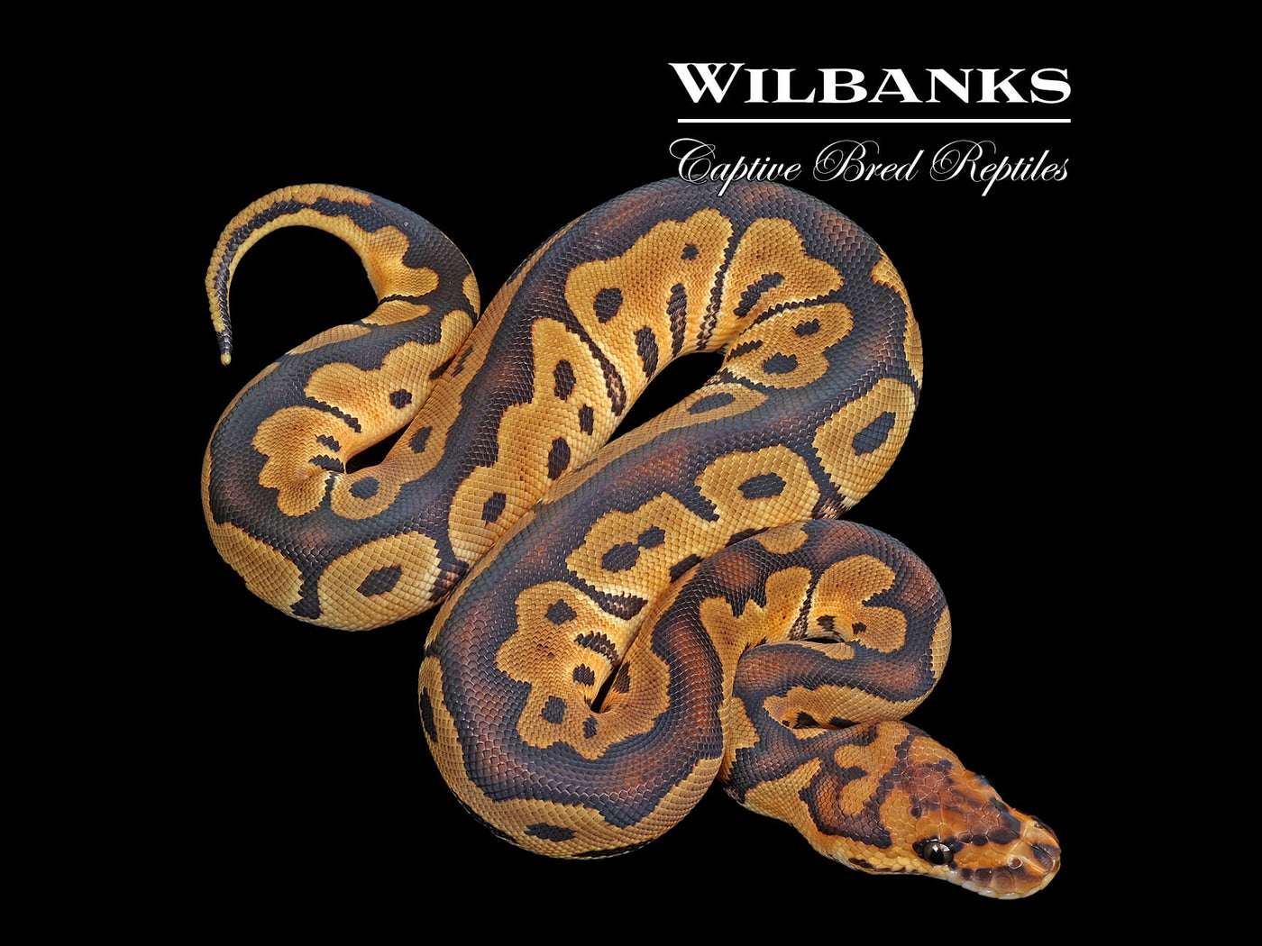Clown Ball Python ♀ '25