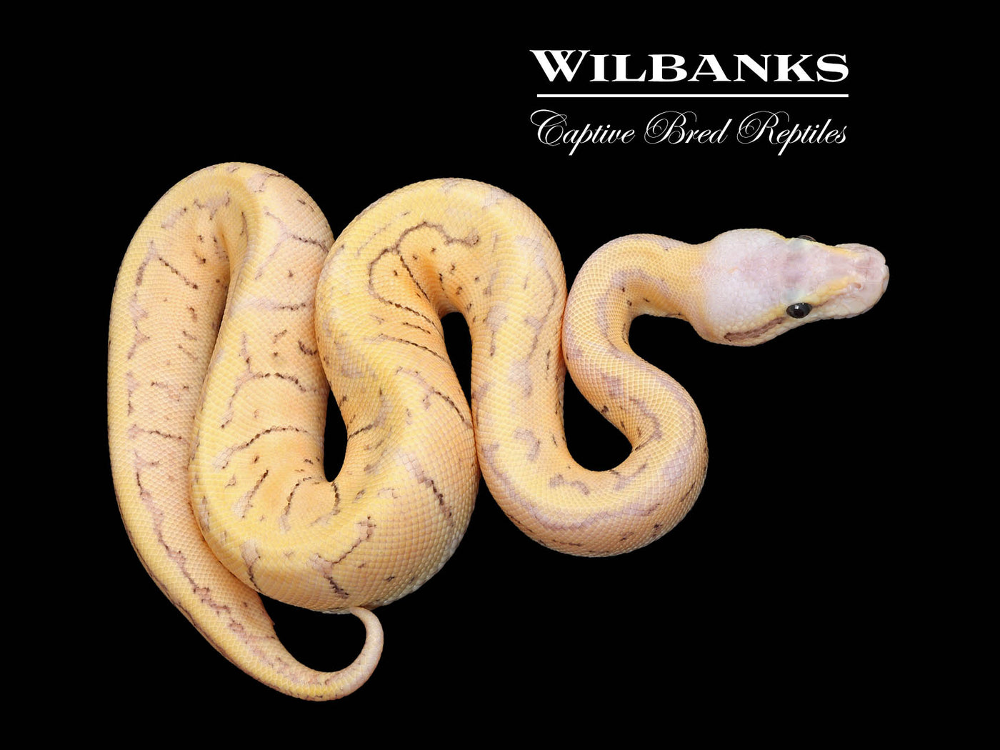Super DragonFly Ball Python ♂ '25
