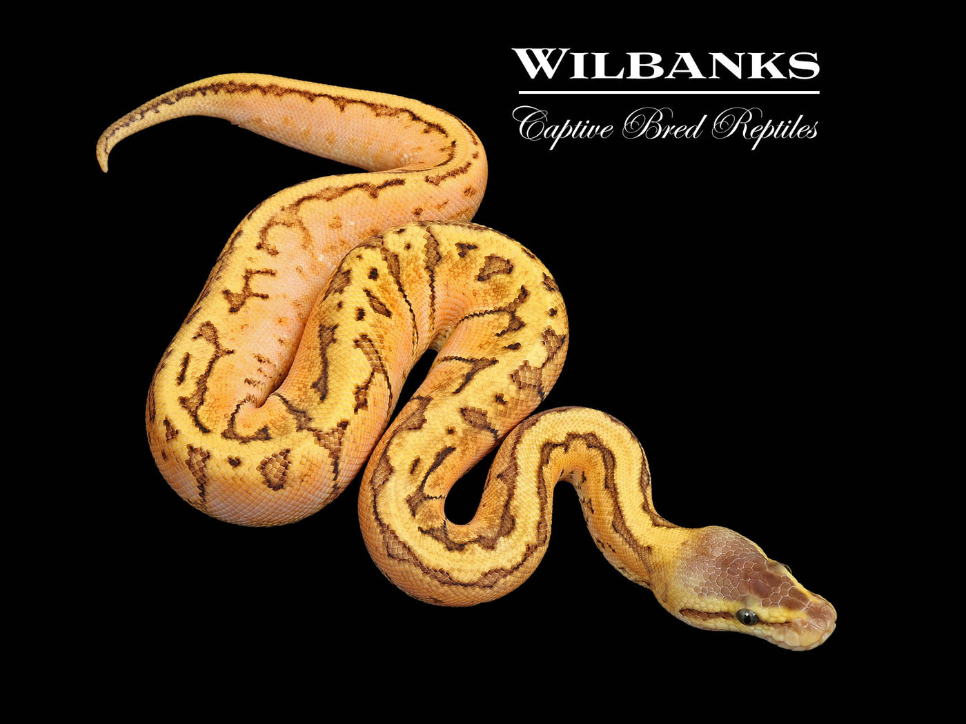 Lemon Blast Sugar Ball Python ♀ '25