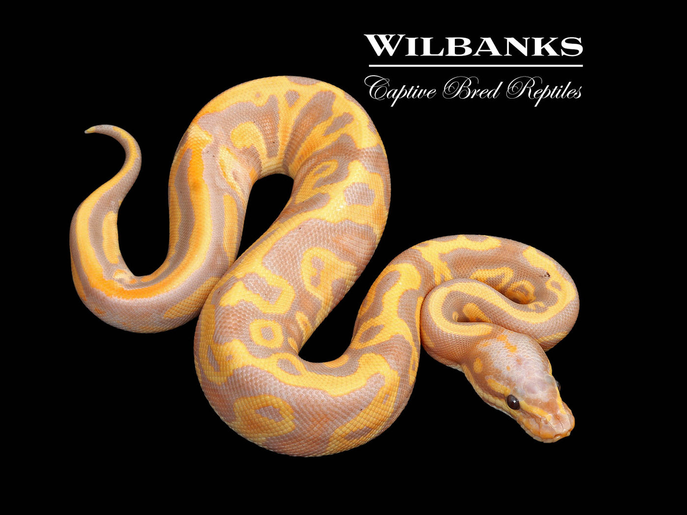 Banana Leopard Yellow Belly Ball Python ♀ '25