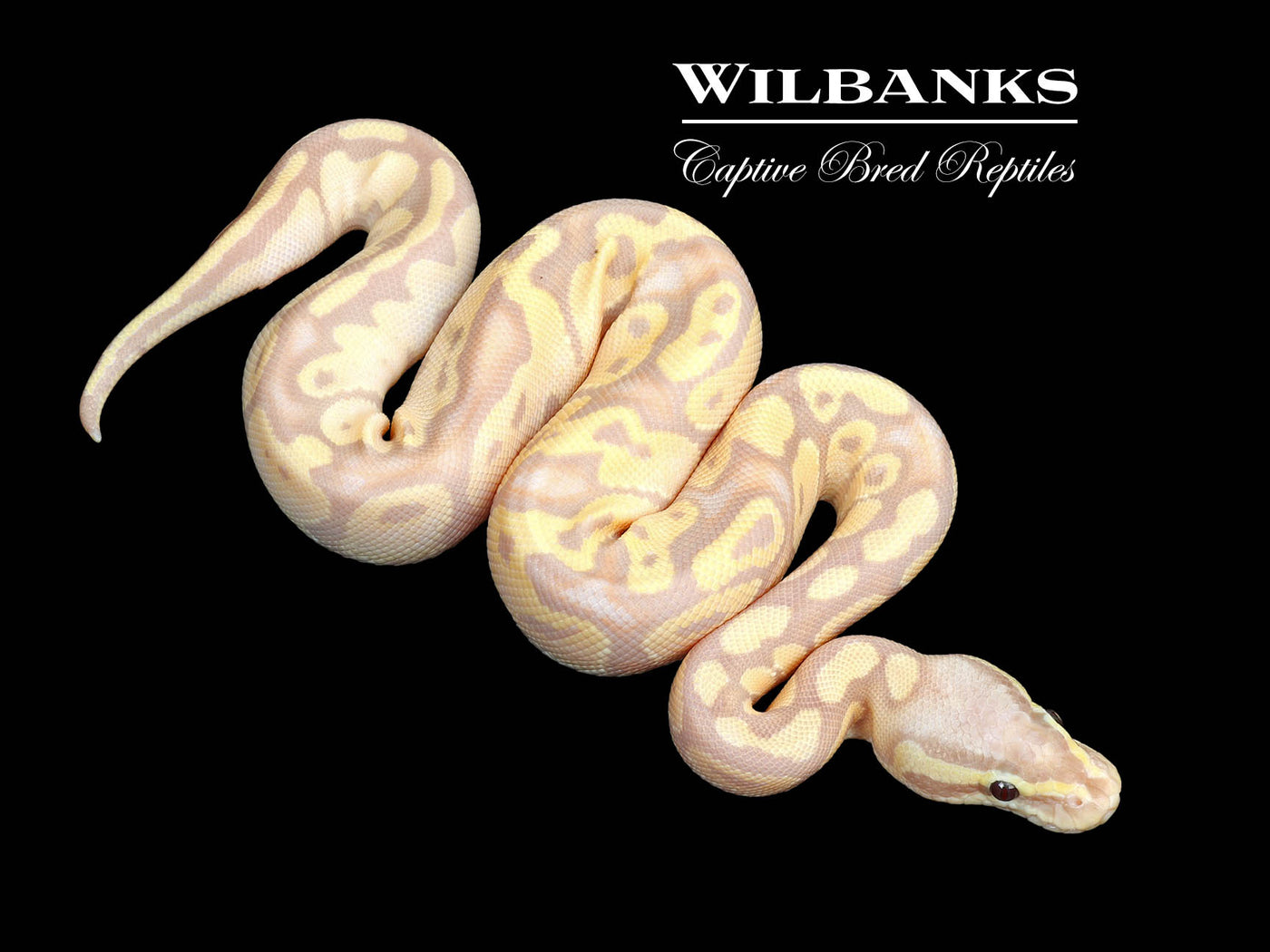 Banana FireFly Ball Python ♂ '25