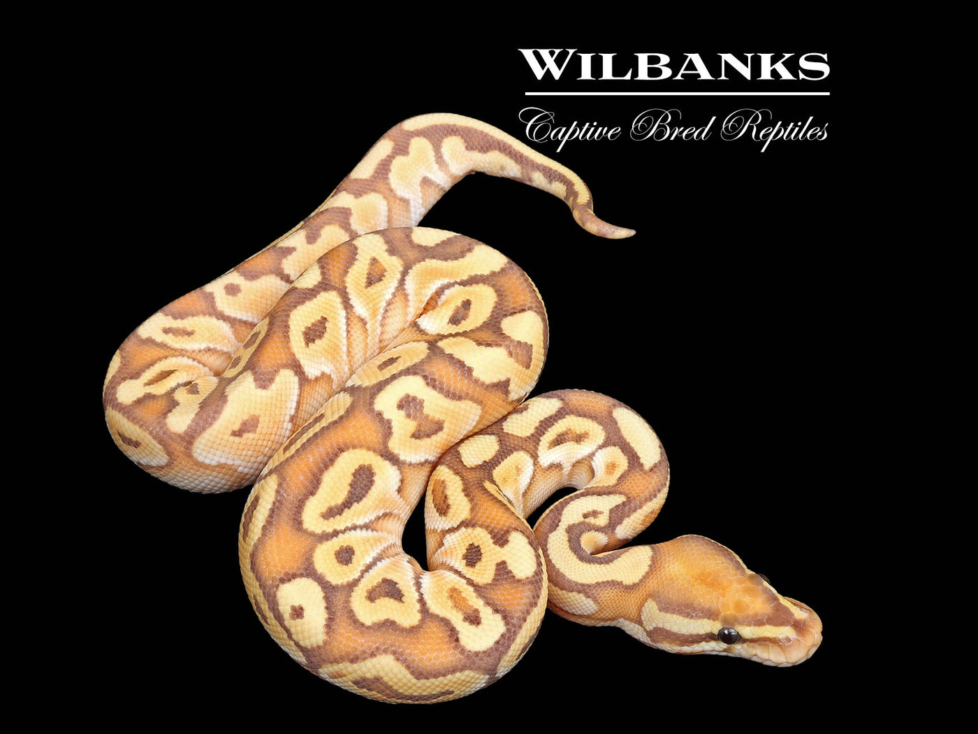 Banana Butter Ball Python ♂ '25