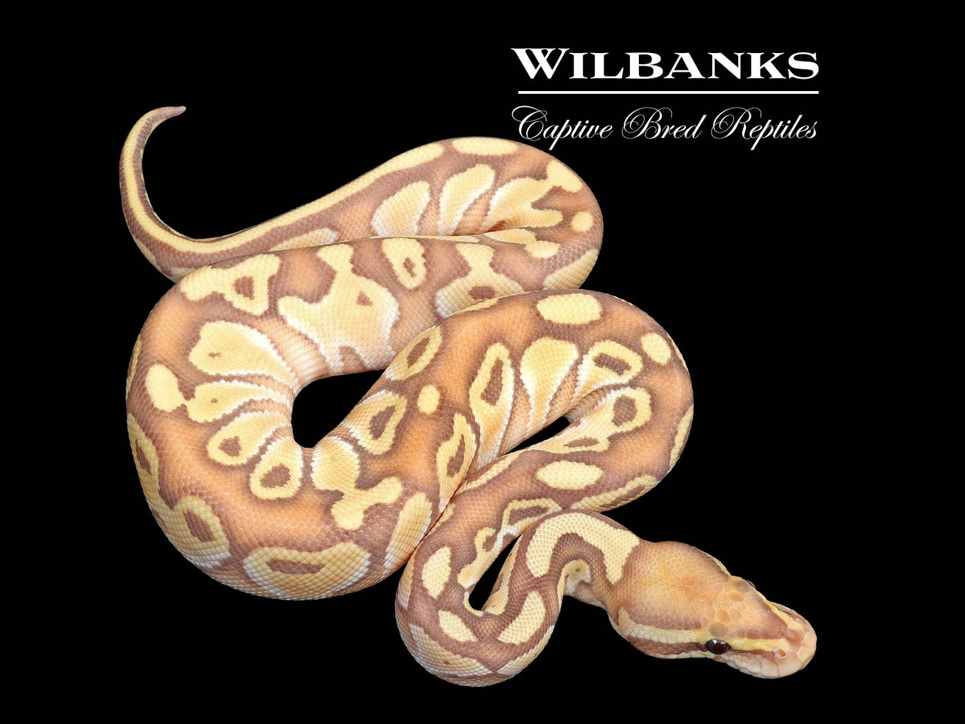 Banana Butter Ball Python ♂ '25