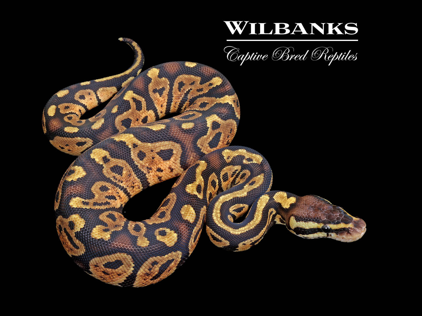 Pastel Sable Ball Python ♀ '25