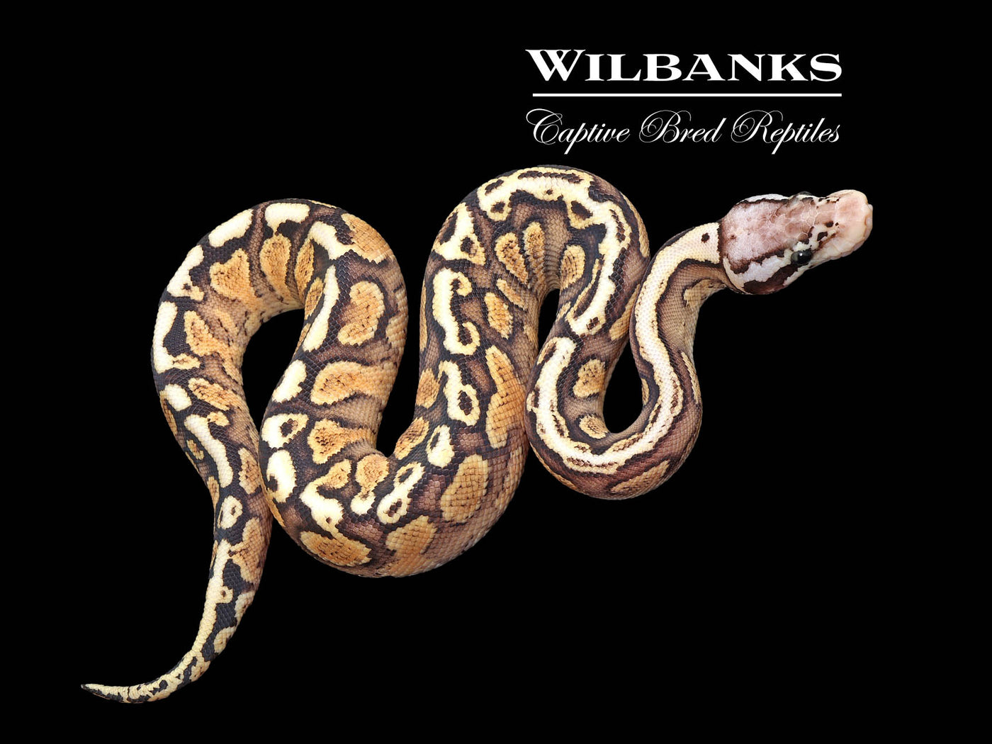 Pastel GHI Spotnose Spark Ball Python ♂ '25