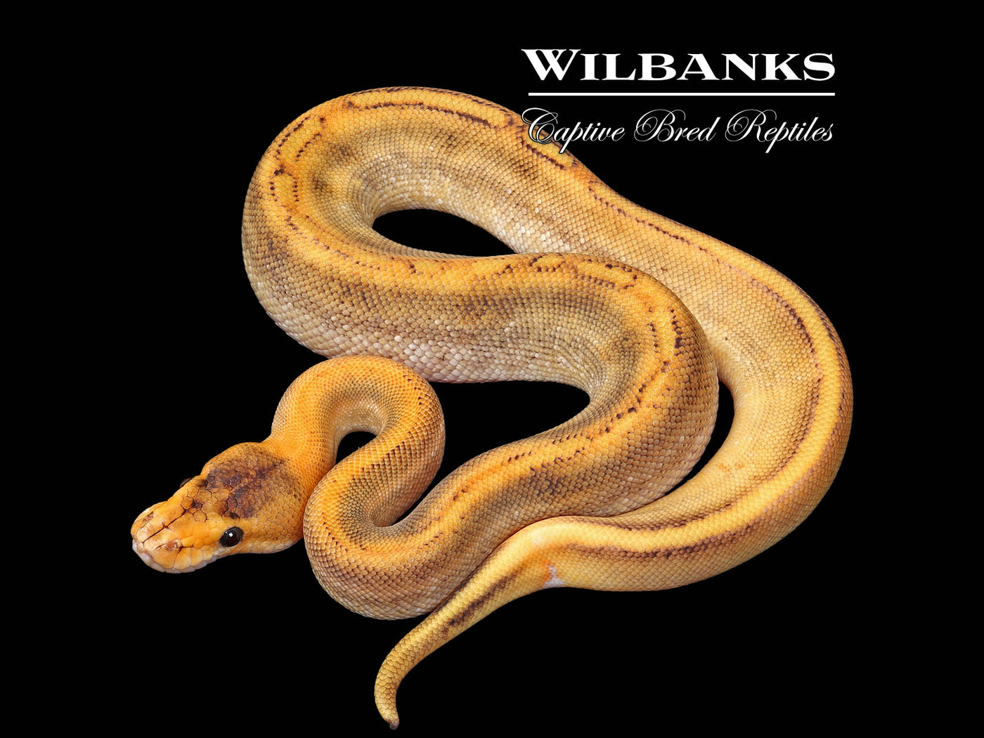Champagne 100% Het. Lavender Ball Python ♂ '25