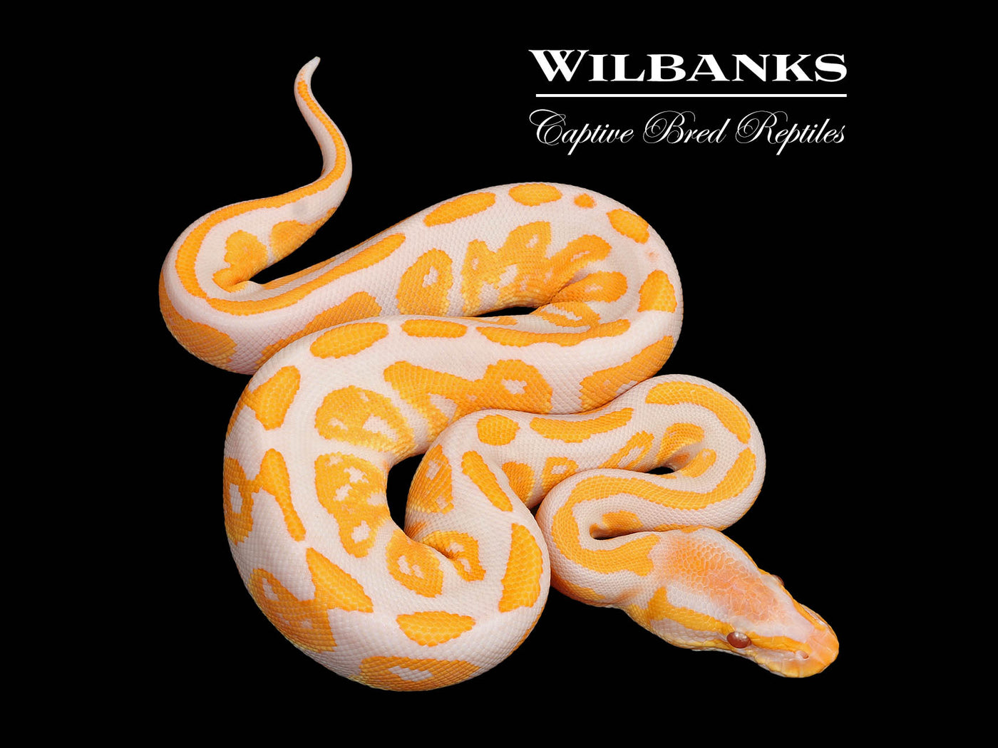 Lavender Albino Blackhead Ball Python ♀ '25