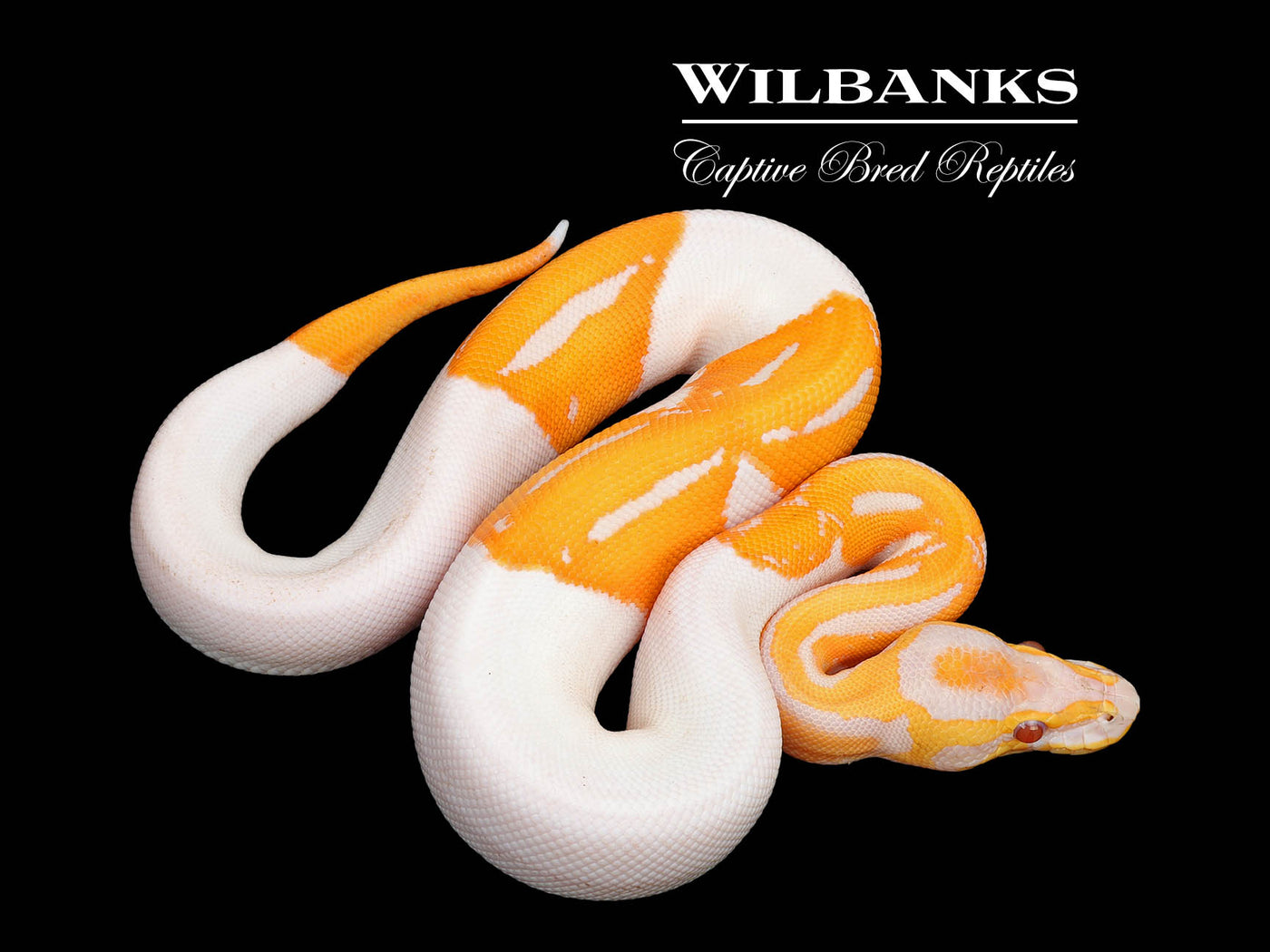 Orange Dream Dreamsicle Ball Python ♂ '25