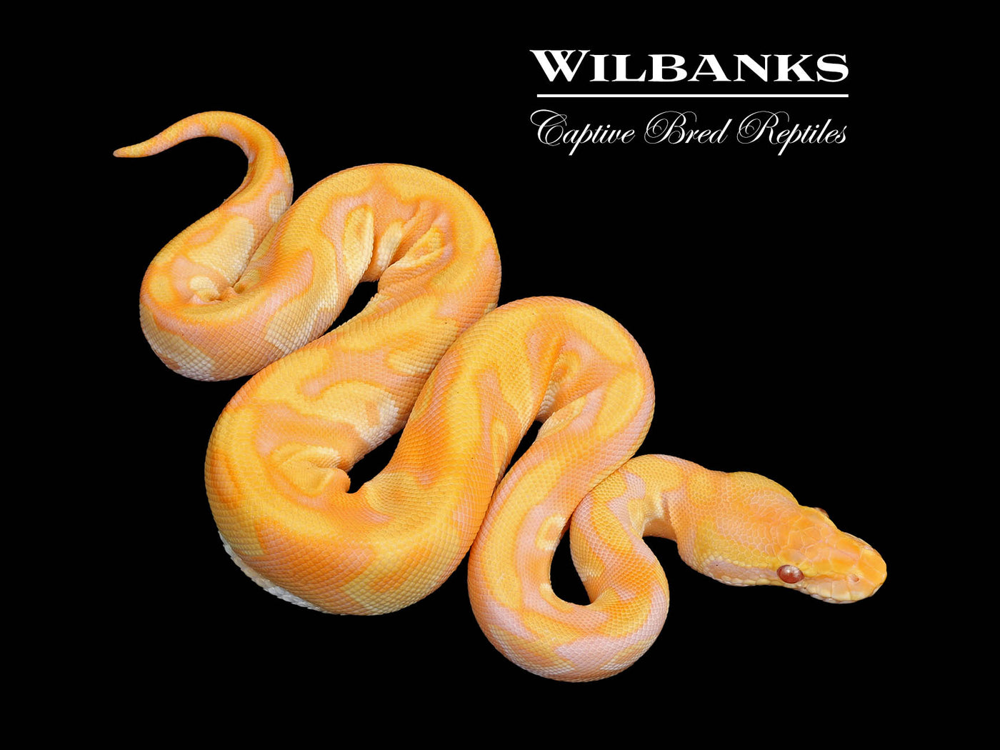 Lavender Leopard Mojave Enchi Ball Python ♀ '25