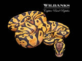 Pastel Yellow Belly Ball Python ♀ '26