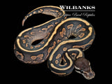 Cinnamon Yellow Belly Ball Python ♀ '26