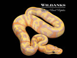 Banana Leopard Fire Ball Python ♂ '26