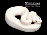 Banana Blue Eyed Leucistic (Mojave Butter) Ball Python ♀ '26