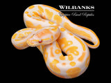 Lavender Albino Blackhead 100% Het. Pied Ball Python ♂ '26