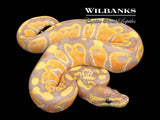 Banana Ball Python ♂ '26