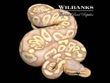 Banana Mojave Ball Python ♀ '26