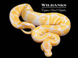 Lavender Albino 100% Het. VPI Axanthic Ball Python ♂ '26