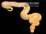 Lavender Albino Champagne Ball Python ♀ '26
