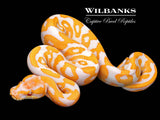 Lavender Albino Leopard Ball Python ♂ '26