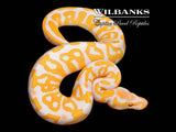 Lavender Albino Leopard Ball Python ♂ '26