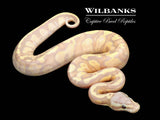 Banana FireFly Ball Python ♂ '26