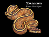 Super Stripe Ball Python ♀ '26