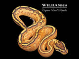 Orange Dream Super Stripe Ball Python ♀ '26