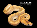 Champagne 100% Het. Lavender Ball Python ♀ '26