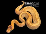 Champagne 100% Het. Lavender Ball Python ♀ '26