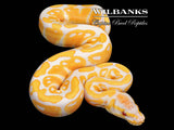 Lavender Albino Ball Python ♂ '26