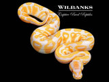 Lavender Albino Ball Python ♂ '26