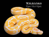 Lavender Albino Ball Python ♀ '26
